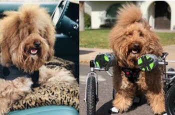 Josh, The Disabled Goldendoodle Encourages Us To Live Out Loud