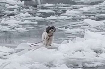 Shih Tzu Rescued After Being Stuck In Middle Of Frozen River