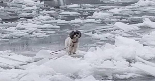 Shih Tzu Rescued After Being Stuck In Middle Of Frozen River