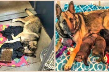 Volunteer Gives Neglected, Wounded and Pregnant German Shepherd A Fighting Chance