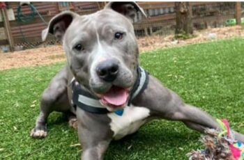 After Months in Shelter, "Wiggly Wobbly" Dog Finds His Forever Home