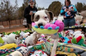 Rescue Dogs At Shelter Pick Out Their Favorite Toys