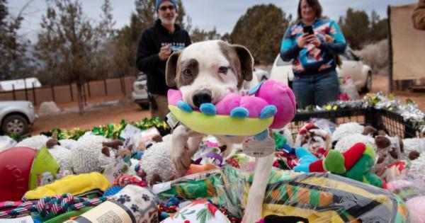 Rescue Dogs At Shelter Pick Out Their Favorite Toys