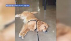 Golden Retriever Refuses To Leave Pet Store