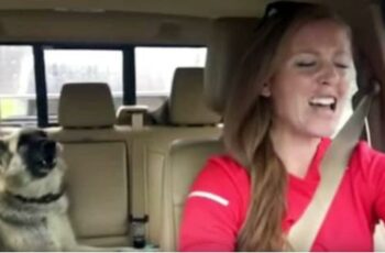 Dog Sings ‘We Are Champions’ In Car Karaoke With Owner