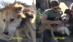 Senior Rescue Dog Gets Incredible Makeover