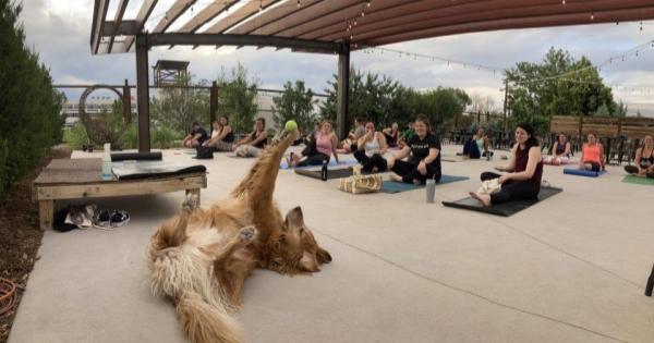 Golden Retriever Steals Yoga Class With Signature Pose
