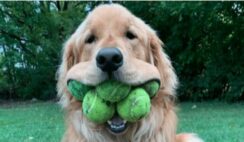 Dog Breaks Guinness World Record For Most Tennis Balls Held In The Mouth