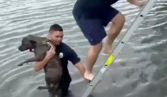 Firefighters Rescue Dog Who Fell Into The Bay At Miami Beach