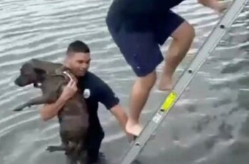 Firefighters Rescue Dog Who Fell Into The Bay At Miami Beach