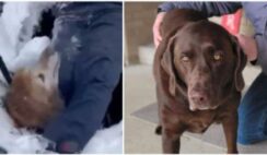 Labrador And Firefighters Assist Macy Trapped Beneath The Frozen Ground