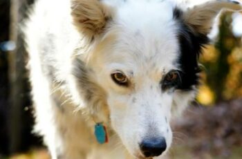 Smart Border Collie Learns 1,000 English Words