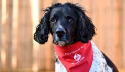 Hero Dog Retires After Saving Over 80 Canines Through Blood Donation