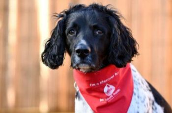 Hero Dog Retires After Saving Over 80 Canines Through Blood Donation