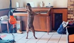 Take A Look At This Dog's Heartfelt Howl While Playing The Piano