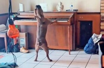 Take A Look At This Dog's Heartfelt Howl While Playing The Piano