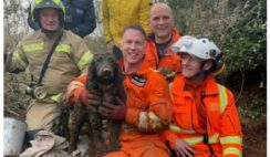Cocker Spaniel Rescued After Trapped For 60 Hours In A Badger Burrow