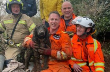 Cocker Spaniel Rescued After Trapped For 60 Hours In A Badger Burrow