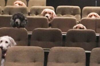 These Adorable Service Dogs Attend A Theatre Performance
