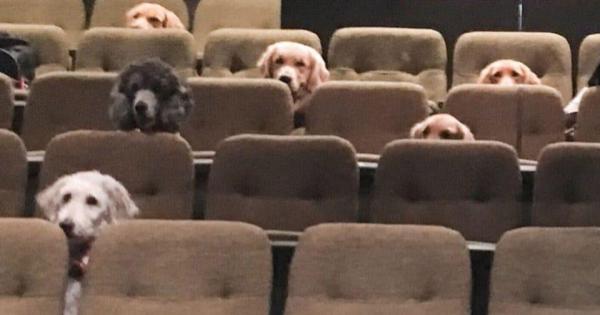 These Adorable Service Dogs Attend A Theatre Performance