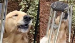 Golden Retriever Goes Viral On TikTok For Playing Wind Chimes