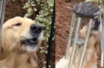 Golden Retriever Goes Viral On TikTok For Playing Wind Chimes