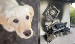 Hero Golden Retriever Puppy Saves His Family And Home From A Grill Fire
