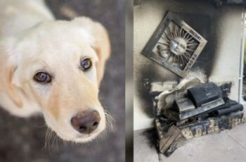Hero Golden Retriever Puppy Saves His Family And Home From A Grill Fire