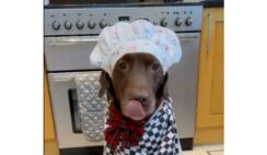 This Cute Labrador Baking Dog Treats Is #KitchenGoals For Us All