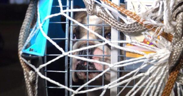 Rescue Flight Helps 21 Dogs Find Love, Including Puppies Rescued From Slaughterhouse Truck