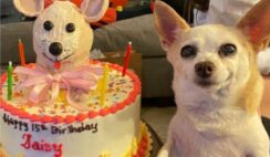 Chihuahua Is So Happy That Her Humans Celebrated Her Birthday