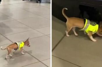 Small Drug Detection Chihuahua Is Working Hard At His Job