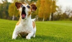 4 Ways To Train Your Dog To Stop Barking Excessively