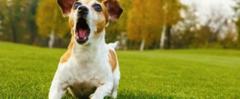 4 Ways To Train Your Dog To Stop Barking Excessively