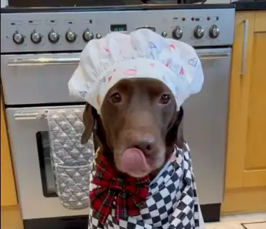 Cute Labrador Baking Dog 