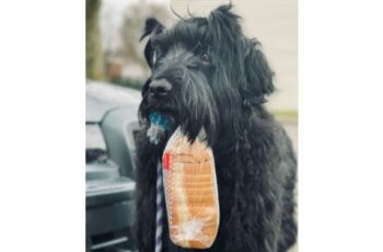 house-dog-loves-to-carry-bread-and-groceries-on-his-daily-walk