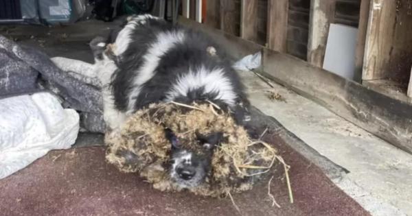Old, Abused And Matted Dog Is So Thankful When Groomer Helps Her