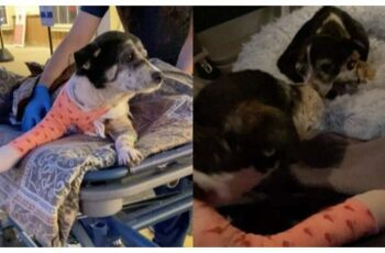 Injured Dog Is Excited To See Best Friend Receive Him From Hospital