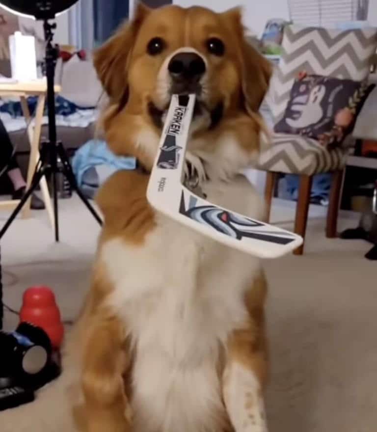 hockey-loving dog