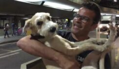 A Dog Separated From Its Human Is Very Ecstatic During Their Reunion