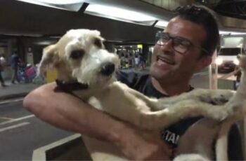 A Dog Separated From Its Human Is Very Ecstatic During Their Reunion