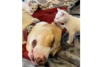 Rescue Dog Falls In Love With Kittens Without A Mom