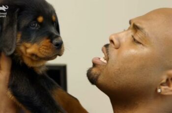 Vet Falls In Love With Rottie Pup During Check Up And Adopts Her