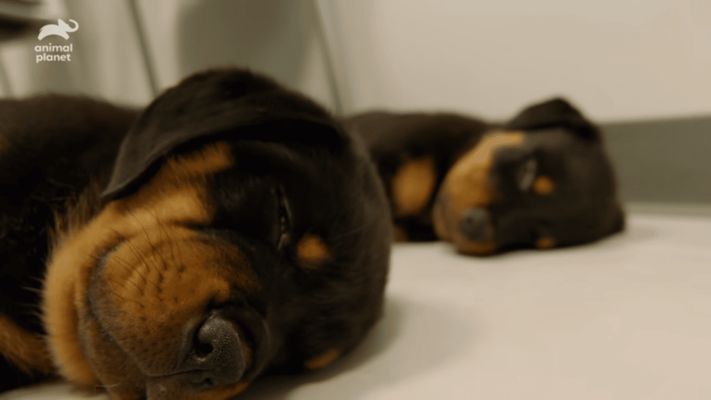 Vet Falls In Love With Rottie Pup During Check Up And Adopts Her