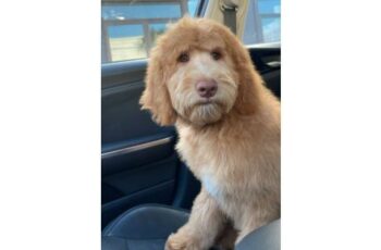 This Goldendoodle Became Famous Because Of Her Resemblance To Actor Will Ferrell