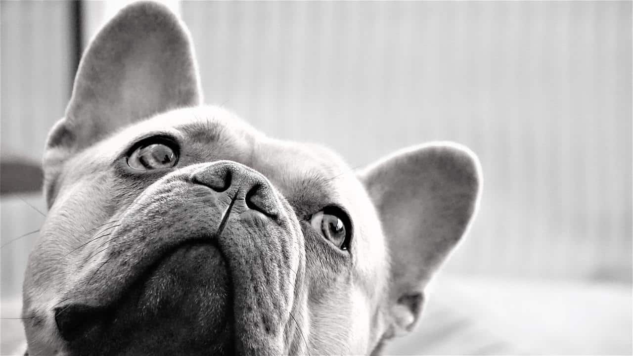 french bulldog, dog, black-and-white